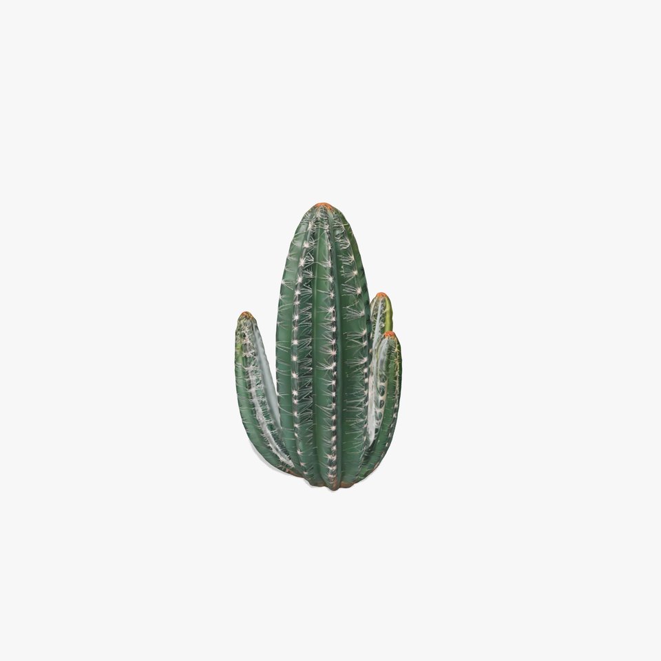 Green Desert Cactus model pack